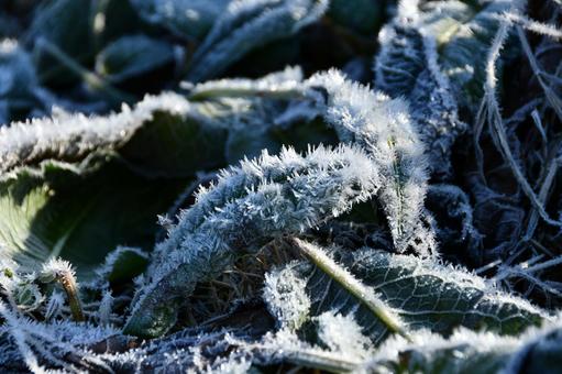 霜が降りた地面の草のようす 冬,霜,氷の写真素材