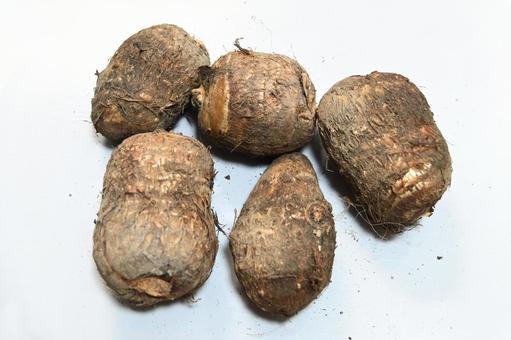 泥のついた 里芋 新鮮 泥のついた 里芋 新鮮 食材,食べ物,里芋の写真素材