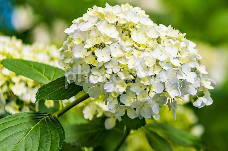 奈良県大和郡山市　【矢田寺のあじさい】5 あじさい,紫陽花,アジサイの写真素材