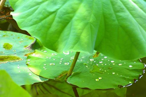 大きな蓮の葉っぱの写真