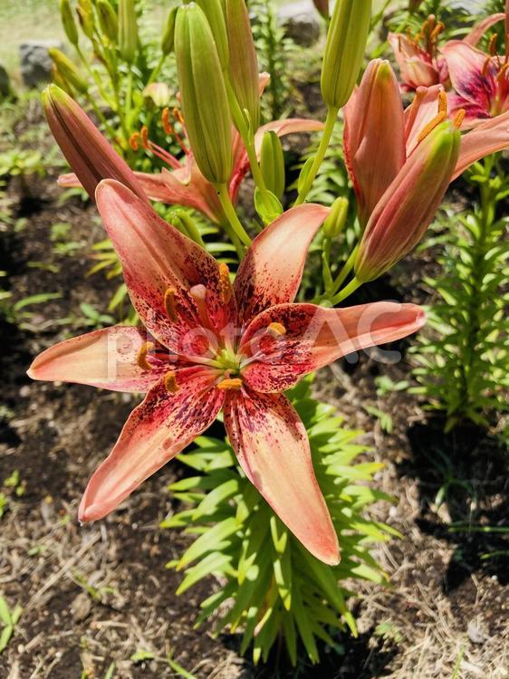 スカシユリ 花,美しい,ユリの写真素材