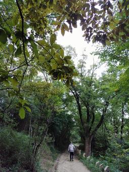 朝の散歩 朝の散歩,散歩道,散歩の写真素材