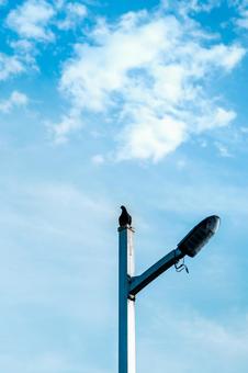 青空の下の街灯に止まる鳩 青空の下の街灯に止まる鳩の写真