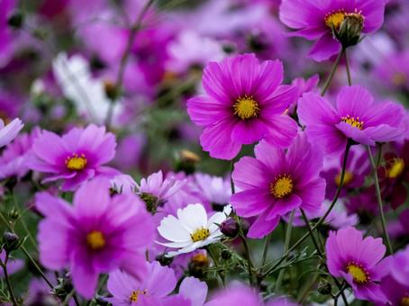 コスモス コスモス コスモス,お花,植物の写真素材