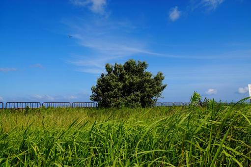 晴れの風景 晴れの風景 夏,空,晴れの写真素材