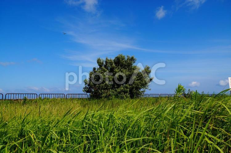 晴れの風景 夏,空,晴れの写真素材