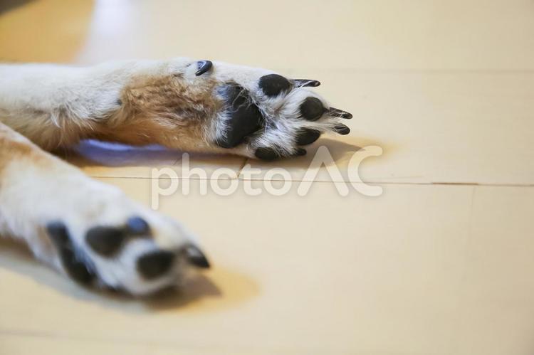 柴犬 柴犬,黒色,寝るの写真素材