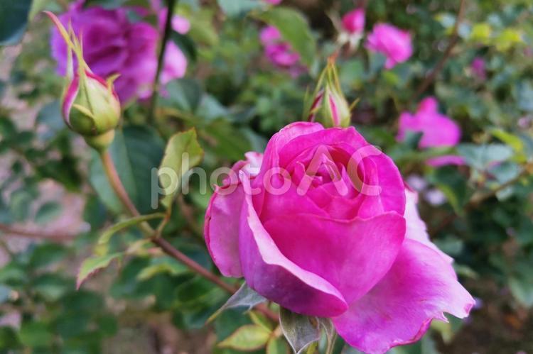 秋風に揺れる薔薇の花#3 薔薇,バラ,ばらの写真素材