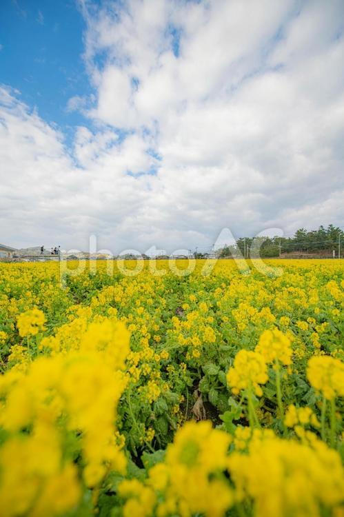 菜の花畑から眺める景色 菜の花,菜の花畑,花の写真素材