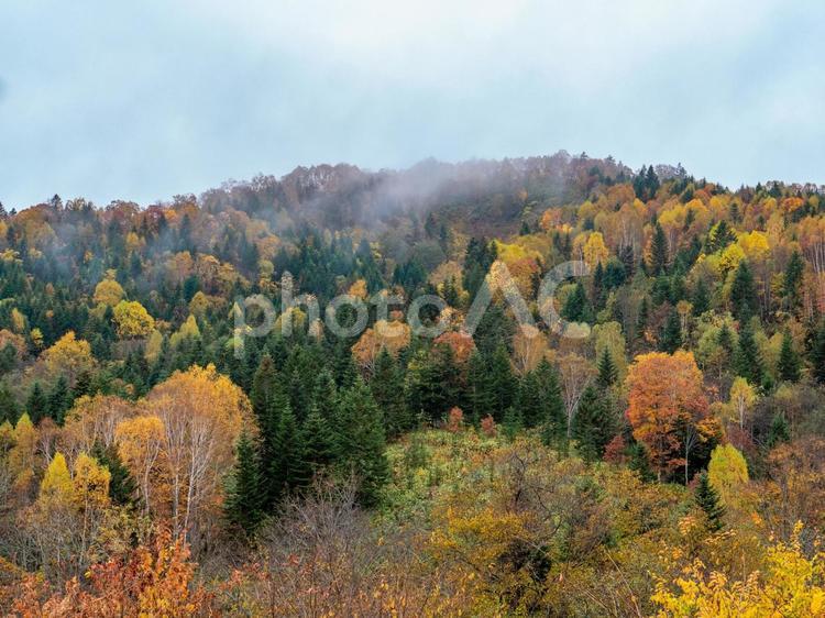 道北で見かけた紅葉（北海道） 道北,北海道,日本の写真素材