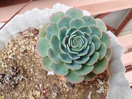 エケベリア 多肉植物,サボテン,庭の写真素材