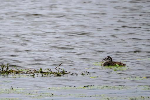 Photo, bird, great crested grebe, young bird, 