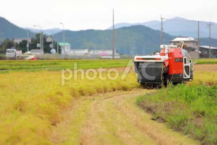 田舎の農民　稲刈り13 コンバイン,田んぼ,米農家の写真素材