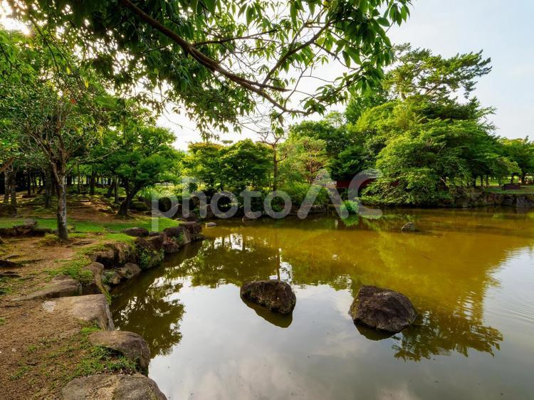早朝の奈良公園三社託宣池の風景 三社託宣池,三社池,奈良公園の写真素材