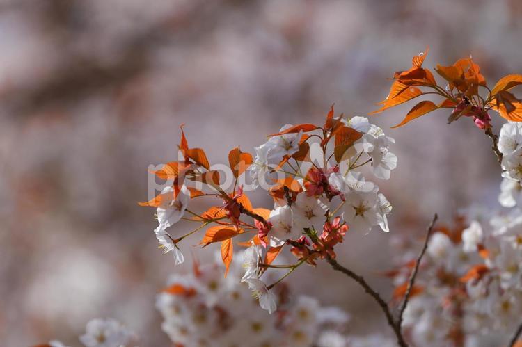 越代の桜 越代の桜,古殿町,桜の写真素材