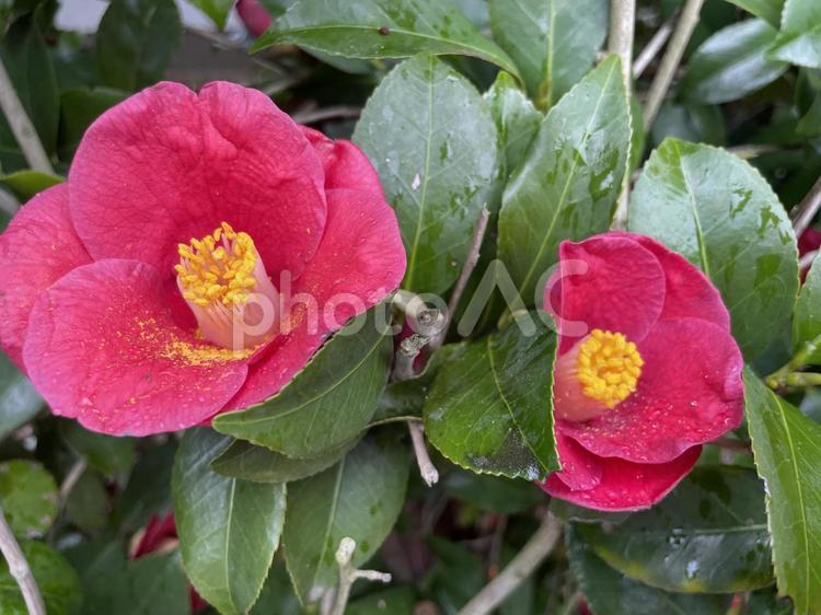 雨上がりの椿２個 つばき,椿,花の写真素材