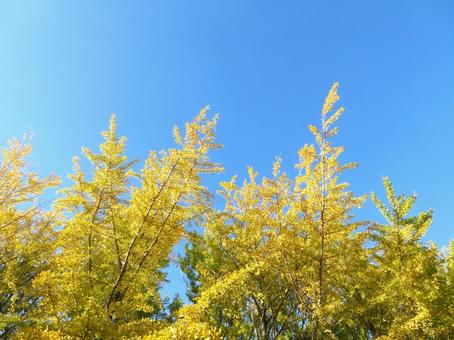 Photo, ginkgo biloba, ginkgo, yellow leaves, 