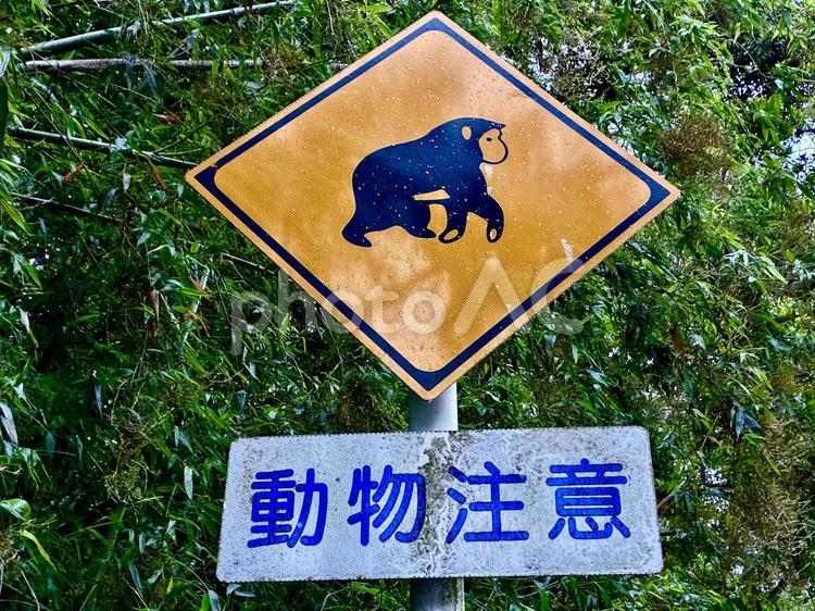 動物注意標識 標識,道路標識,注意の写真素材