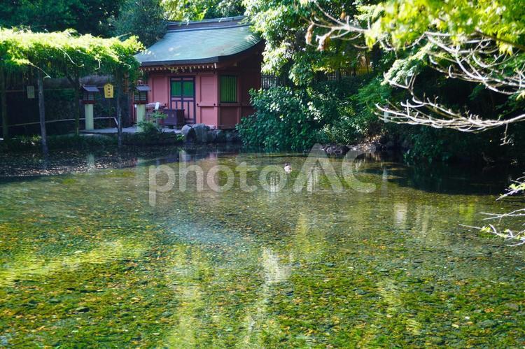 湧玉池・富士山本宮浅間大社の湧水池 湧玉池,富士山本宮浅間大社,湧水の写真素材