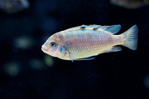 レッドピーコックシクリッド レッドピーコックシクリッド レッドピーコックシクリッド,スズキ目,水族館の写真素材