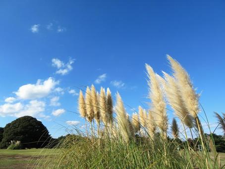 秋の風景(パンパスグラス) 秋の風景(パンパスグラス) パンパスグラス,秋,10月の写真素材