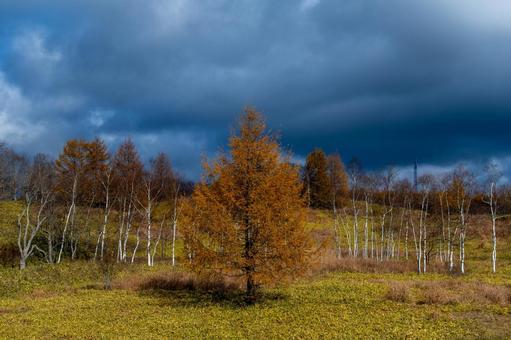 黄金のカラマツと暗い雲、深まる秋 カラマツ,一本木,白樺の写真素材