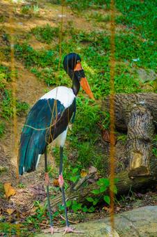 サドルビルドコウノトリ横顔 サドルビルドコウノトリ横顔 サドルビルドコウノトリ,鳥,動物の写真素材