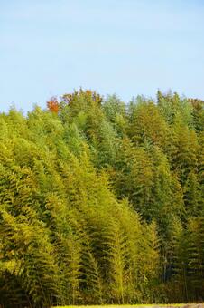 竹林 竹林,竹,緑の写真素材