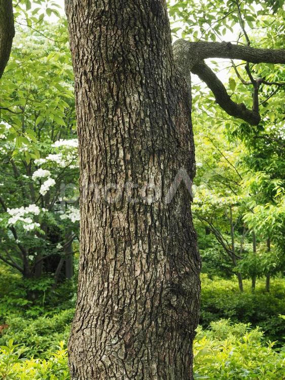 くすのき　樹皮 クスノキ,樹皮,木の幹の写真素材