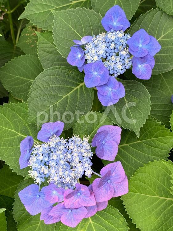 ガクアジサイ ガクアジサイ,額紫陽花,がくあじさいの写真素材
