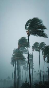 熱帯の暴風雨とヤシの風景 熱帯の暴風雨とヤシの風景の写真
