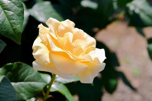 薔薇　イエロークイーンエリザベス 薔薇,イエロークイーンエリザベス,黄の写真素材