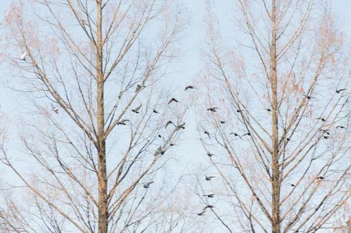 Photo, dove, pigeons, flock, 
