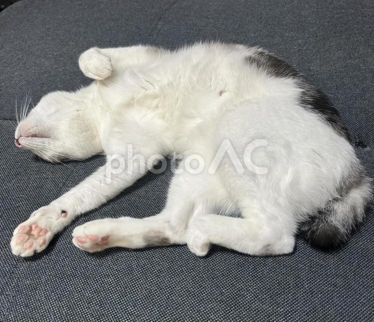ソファで伸びる猫 ペット,猫,ネコの写真素材