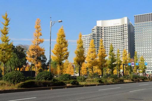 皇居のお堀横のイチョウ並木 オフィス街,イチョウ,丸の内の写真素材