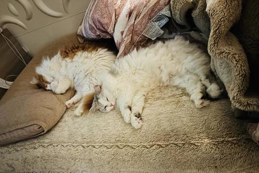 チンチラ チンチラ 猫,チンチラ,ネコの写真素材