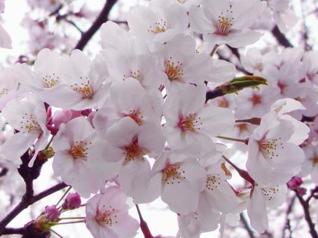 桜の花・春の訪れ_03 桜,花,桜の花の写真素材
