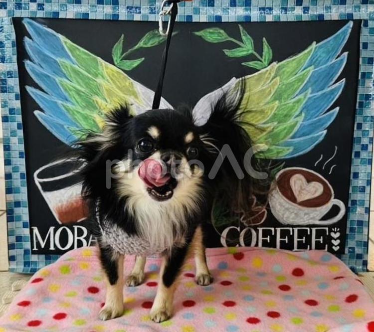 黒チワワ、アイ・アム・エンジェル 犬,チワワ,ちわわの写真素材