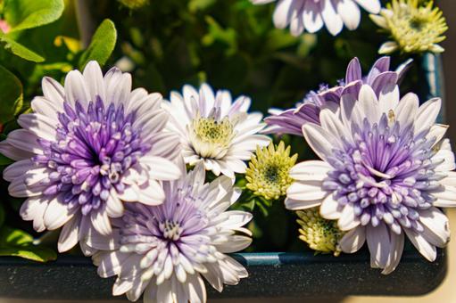 プランターに生けた紫の菊の花 プランターに生けた紫の菊の花の写真
