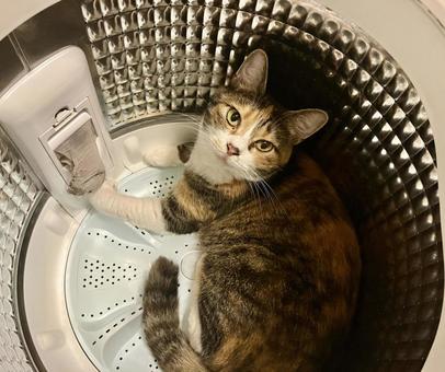 猫 猫 猫,cat,キャットの写真素材