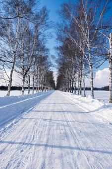 雪に覆われた白樺並木 冬,風景,自然の写真素材
