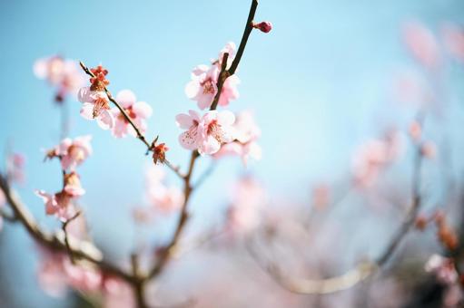 桜 桜の写真