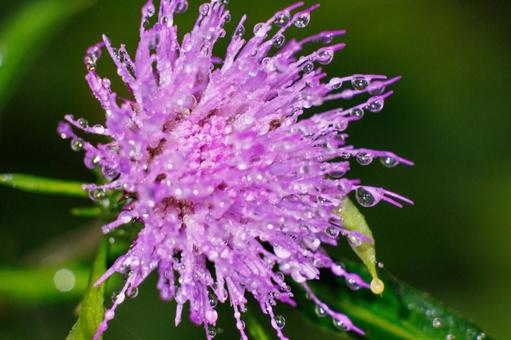 朝露に濡れるアザミの花 朝露に濡れるアザミの花の写真