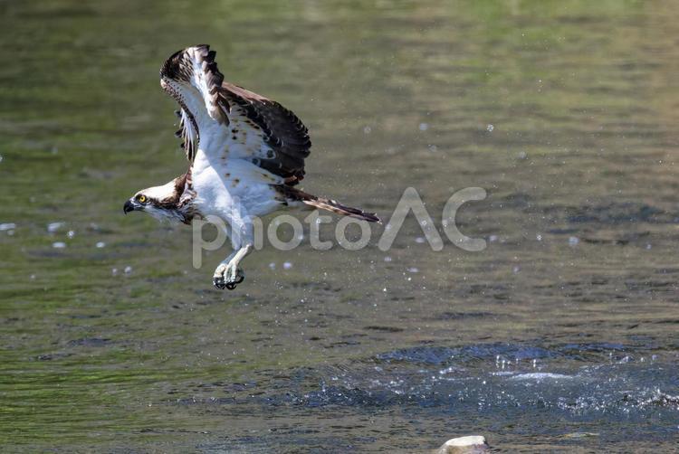 ダイブして魚捕りに失敗したミサゴ ミサゴ,鶚,ウオタカの写真素材
