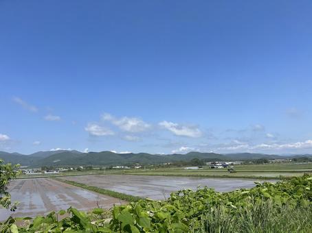 田植え 田舎,田んぼ,稲の写真素材