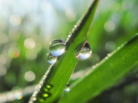 水滴と朝の光の風景 水滴と朝の光の風景 水滴,しずく,雨の写真素材