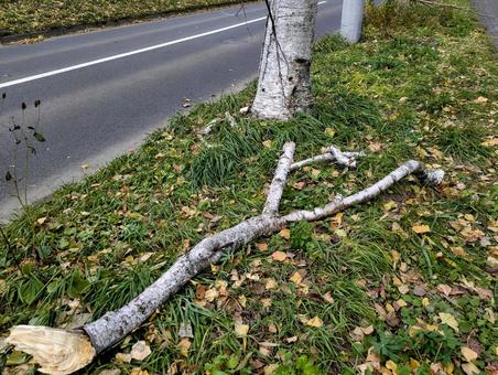 朽ちた木 道,雑草,草が生えたの写真素材