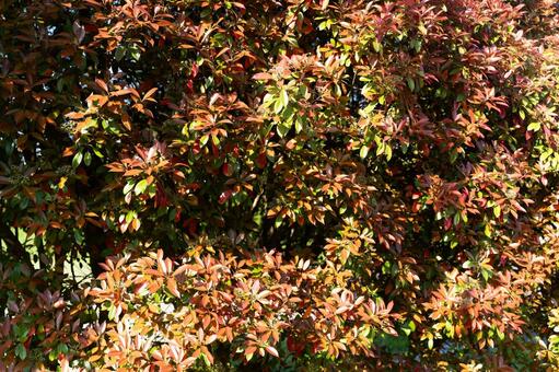 赤く色づくレッドロビンの新芽の葉 レッドロビン,葉,新芽の写真素材