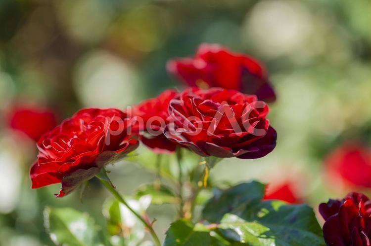 赤いバラが咲き誇るひたち海浜公園のバラ園 薔薇,バラ,赤い花の写真素材