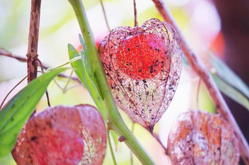 ドライフラワーになったホオズキ ドライフラワーになったホオズキ ホオズキ,ドライフラワー,花の写真素材
